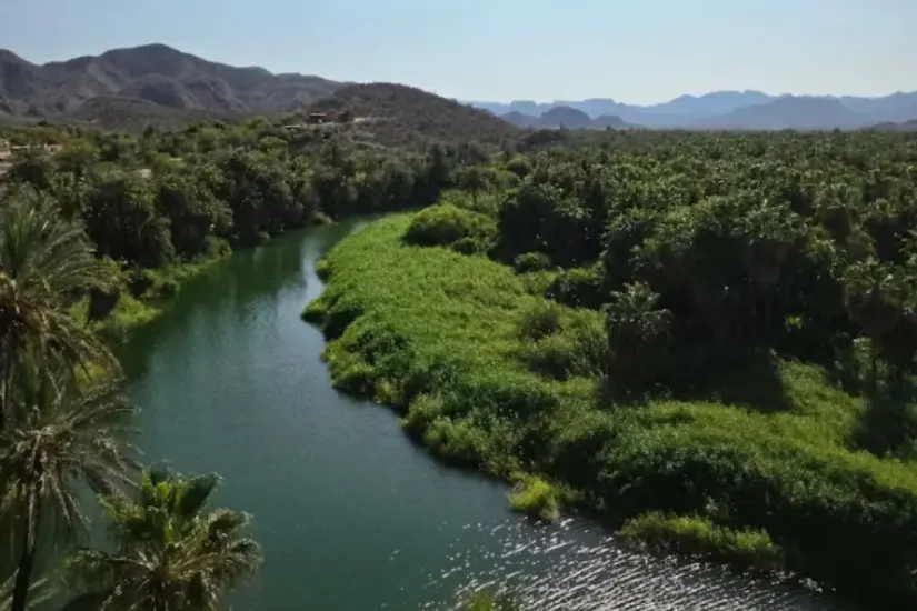 La mayoría de los oasis de la península de Baja California se encuentran en este estado. Foto: Ignacio Corral / México Desconocido