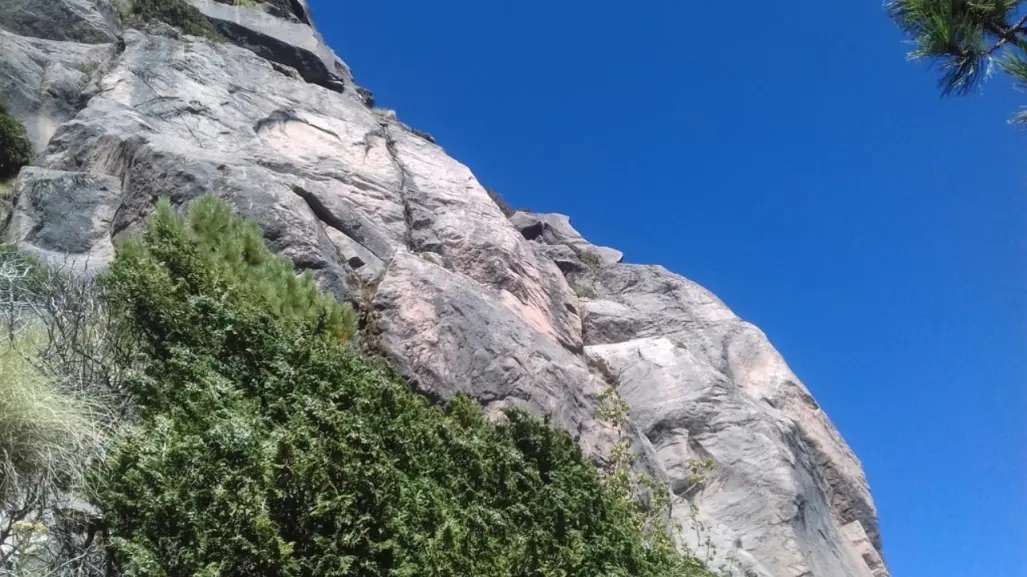 Esta planta nativa del Edomex crece en barrancos y es clave en el sabor de la ginebra