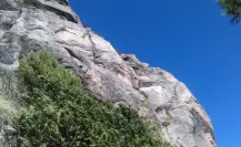 Esta planta nativa del Edomex crece en barrancos y es clave en el sabor de la ginebra