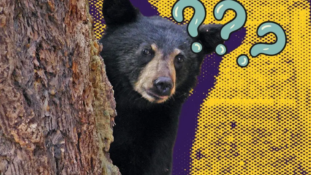 ¿Cuál es el estado de salud del oso 136, hallado herido en Galeana?