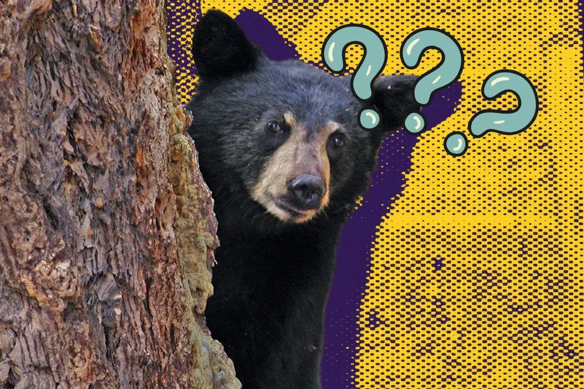 Veterinario de Parques y Vida Silvestre actualiza estado del oso 136 rescatado en Galeana. Foto: CANVA