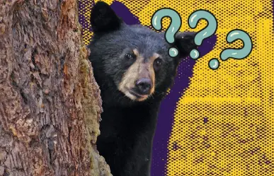 ¿Cuál es el estado de salud del oso 136, hallado herido en Galeana?