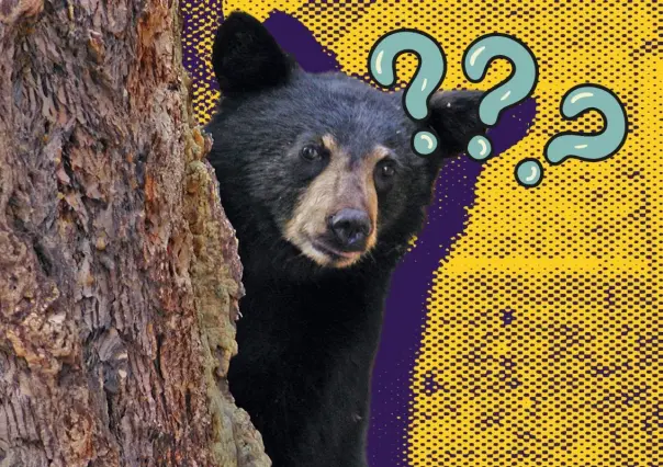 ¿Cuál es el estado de salud del oso 136, hallado herido en Galeana?