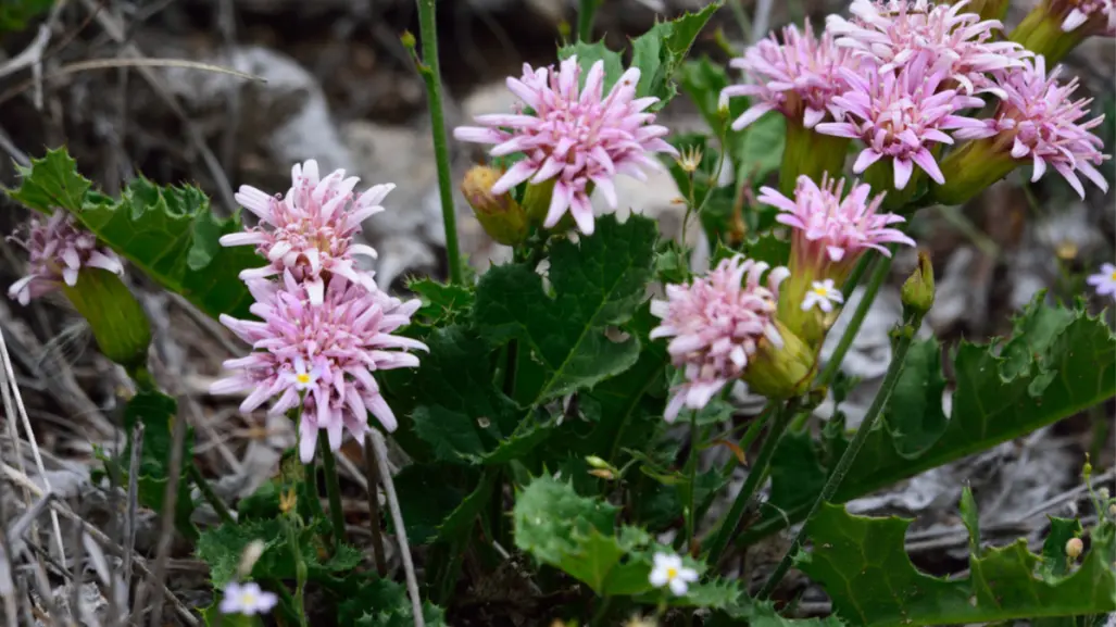 Esta es una de las flores nativas más hermosas de Tamaulipas pero crece en una planta espinosa