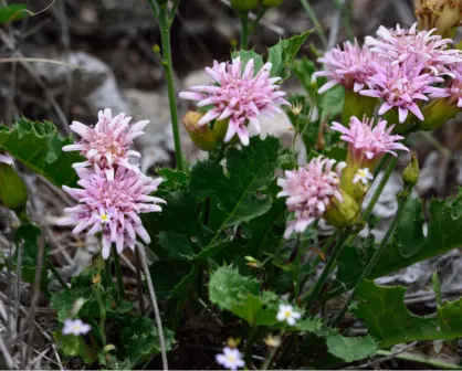 Esta es una de las flores nativas más hermosas de Tamaulipas pero crece en una planta espinosa