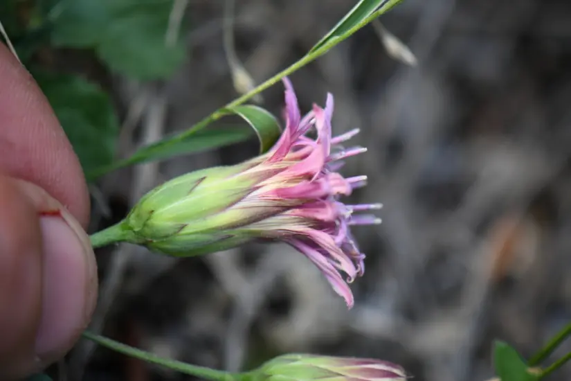 Cardo (Acourtia runcinata). Foto: iNaturalist