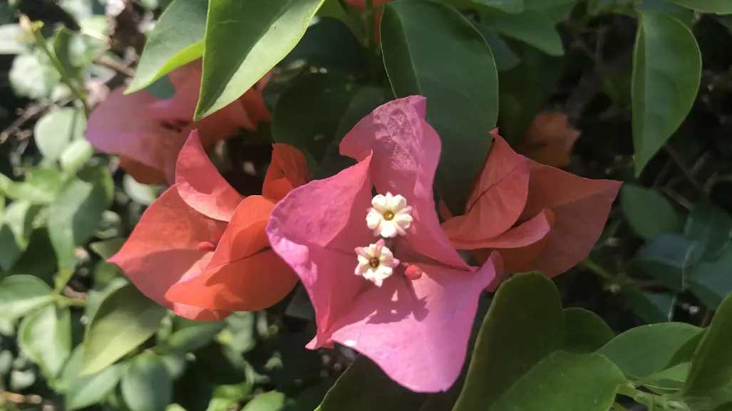 Esta flor nativa de Tamaulipas es usada para aliviar la tos y la congestión nasal