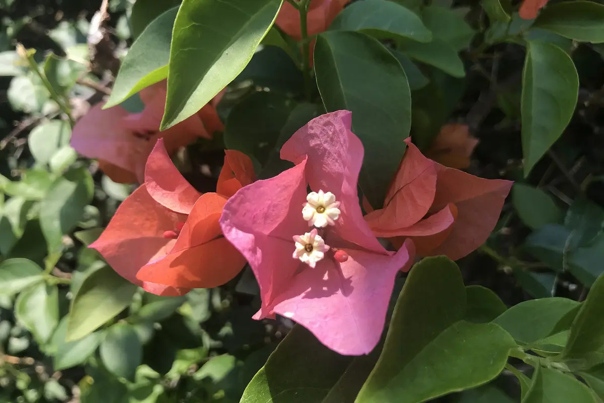 La flor de bugambilia es muy común en Tamaulipas debido a su resistencia a los climas cálidos. Foto: Wikipedia