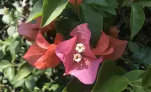 Esta flor nativa de Tamaulipas es usada para aliviar la tos y la congestión nasal