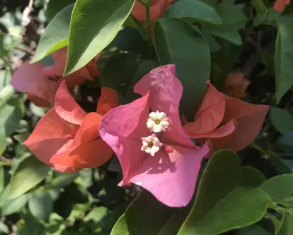 Esta flor nativa de Tamaulipas es usada para aliviar la tos y la congestión nasal