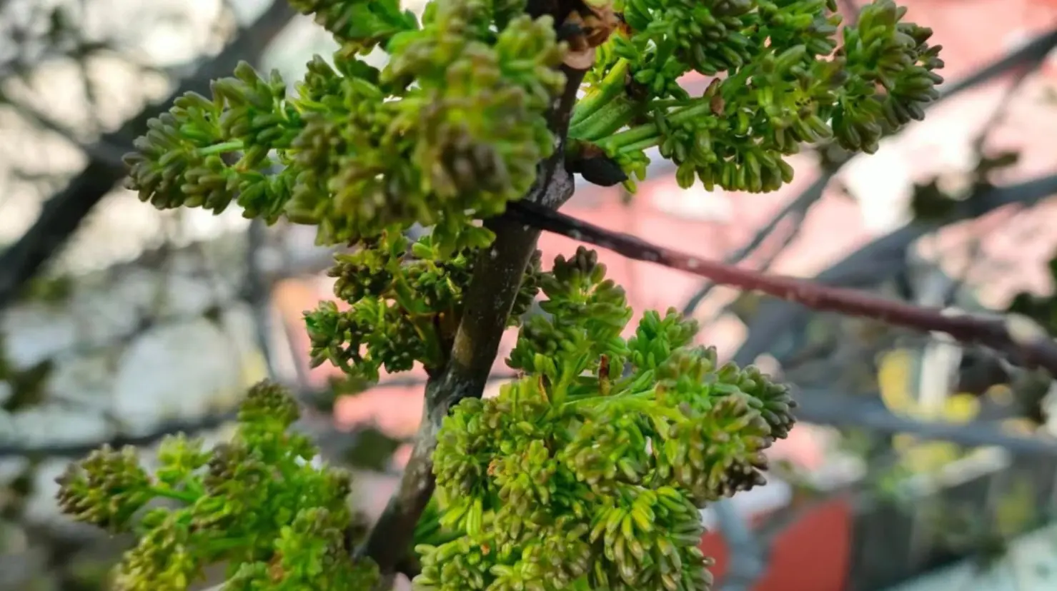 Este árbol nativo de Durango se encuentra en una franja de la Sierra Madre Occidental. Foto: Especial.