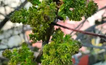 El árbol nativo de Durango con propiedades para frenar la fiebre, tos y hasta reumas