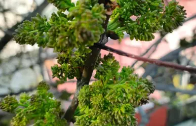 El árbol nativo de Durango con propiedades para frenar la fiebre, tos y hasta reumas