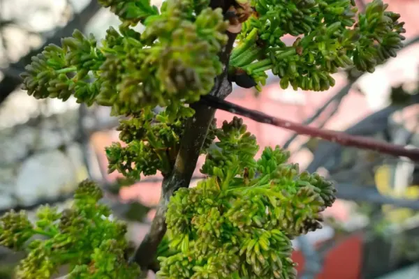 El árbol nativo de Durango con propiedades para frenar la fiebre, tos y hasta reumas