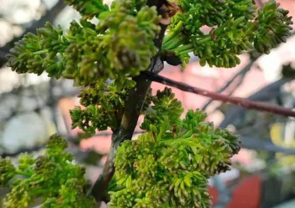 El árbol nativo de Durango con propiedades para frenar la fiebre, tos y hasta reumas