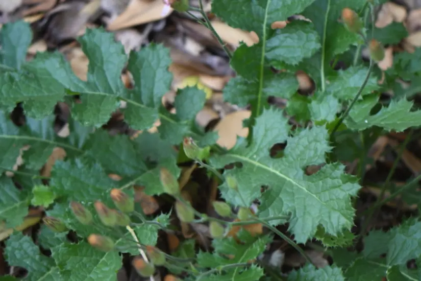Los bordes de las hojas del cardo son espinosas y a veces hasta urticantes. Foto: iNaturalist
