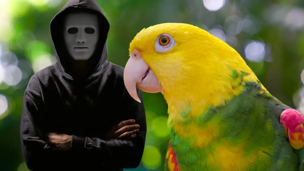 Loros cabeza amarilla en Yucatán: ¿Por qué son los más buscados en el mercado negro?