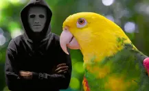 Loros cabeza amarilla en Yucatán: ¿Por qué son los más buscados en el mercado negro?