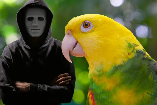 Loros cabeza amarilla en Yucatán: ¿Por qué son los más buscados en el mercado negro?