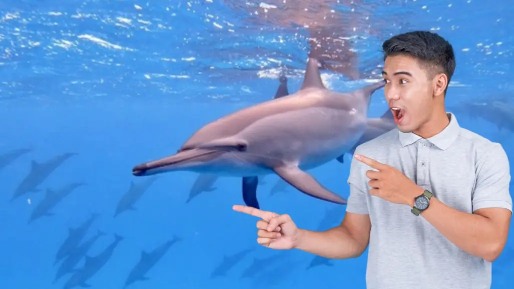 Los dos delfines nativos de BCS que enamoran en tours: el acróbata y el curioso amigo del mar