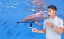 Los dos delfines nativos de BCS que enamoran en tours: el acróbata y el curioso amigo del mar