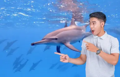 Los dos delfines nativos de BCS que enamoran en tours: el acróbata y el curioso amigo del mar