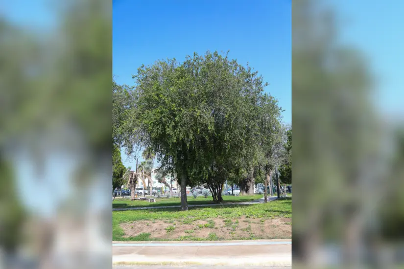 El palo blanco puede desarrollarse tanto en suelos fértiles como pobres. Foto: Carlos García