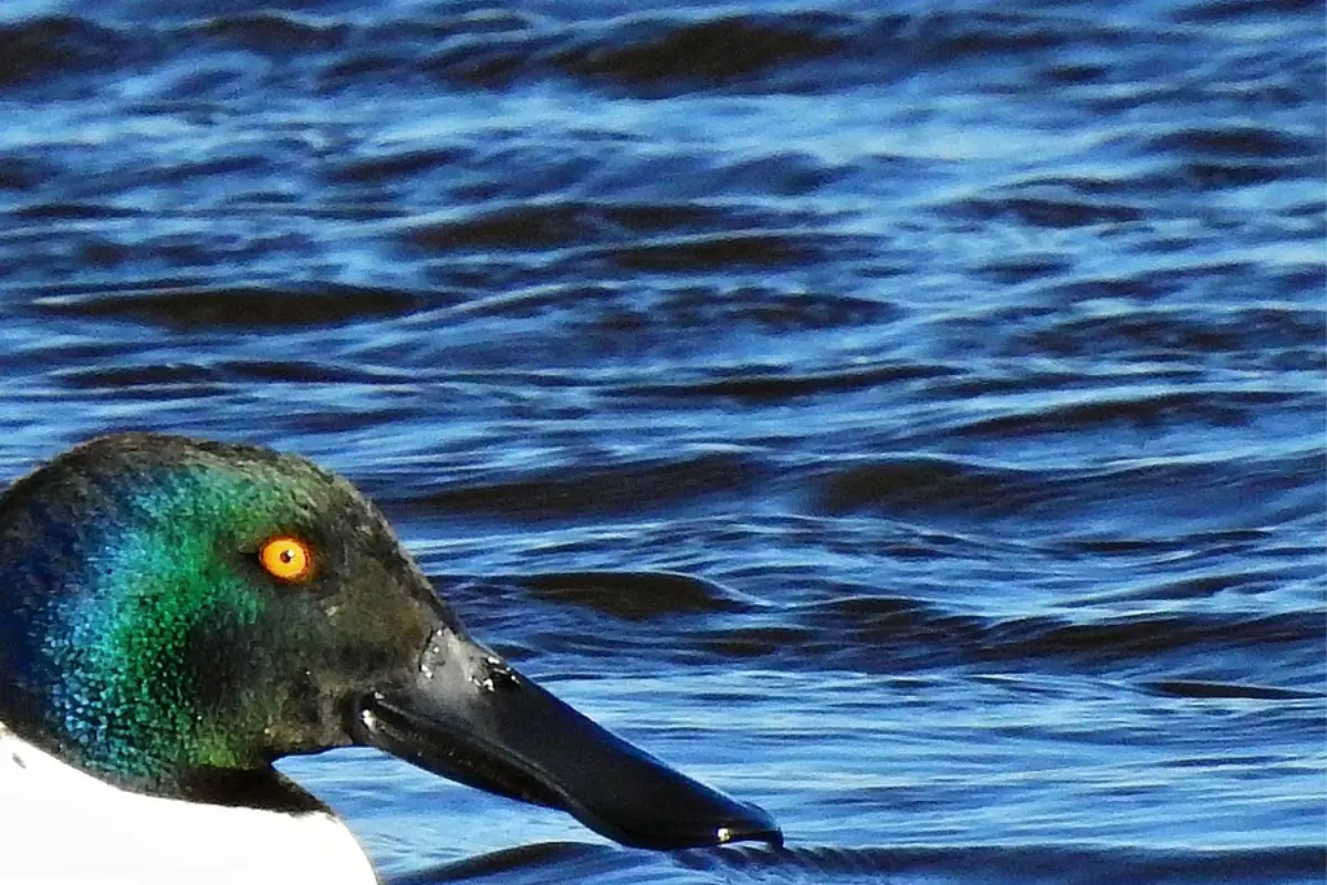 El pato cucharón es un indicador biológico de la salud de estos ecosistemas, lo que lo convierte en una especie clave para los programas de conservación ambiental en el estado./Foto: FB Verónica Sofía Díaz
