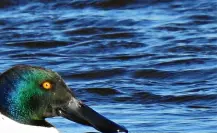 Animal nativo de Coahuila; pato cucharón norteño, una especie fascinante