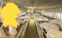 Esta es la empresa de Coahuila que ha dominado el mercado porcino en México