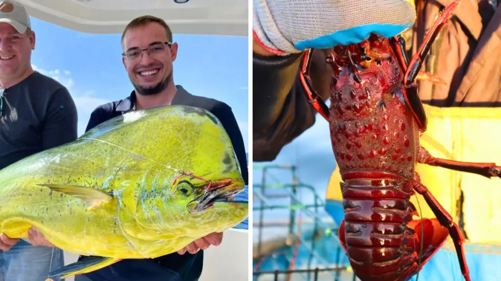 6 especies marinas que se pescan en BCS y lo que pasa con ellas