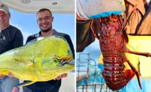 6 especies marinas que se pescan en BCS y lo que pasa con ellas
