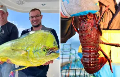 6 especies marinas que se pescan en BCS y lo que pasa con ellas