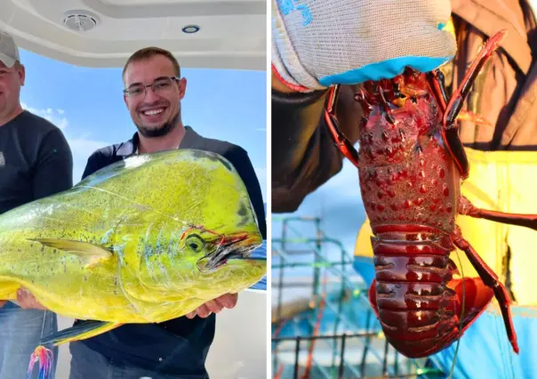 6 especies marinas que se pescan en BCS y lo que pasa con ellas