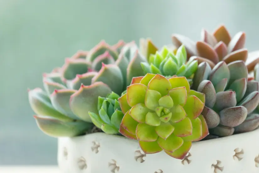 No necesitas productos caros para mantener tus suculentas saludables este fertilizante natural es ideal para espacios pequeños y plantas resistentes. Foto: Canva