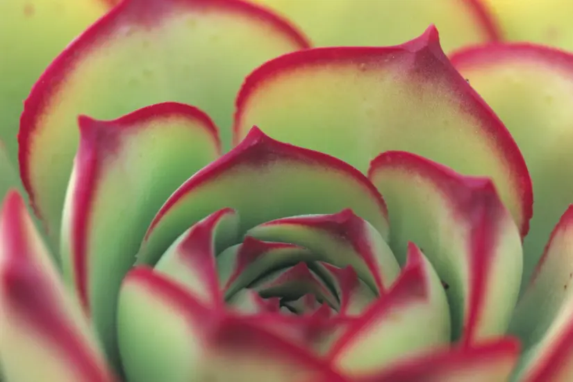 Descubre el fertilizante casero perfecto para suculentas en macetas pequeñas fácil de hacer económico y respetuoso con el ambiente. Foto: Canva