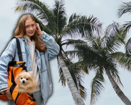 6 cosas que tu mascota necesita tener en su mochila de emergencia ante huracanes en Yucatán