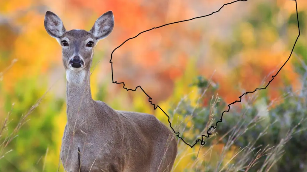 El venado cola blanca: el rey silencioso de los montes yucatecos
