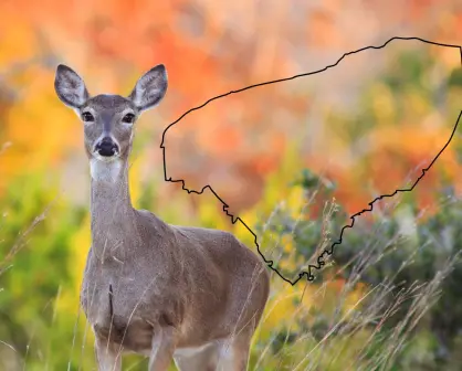 El venado cola blanca: el rey silencioso de los montes yucatecos