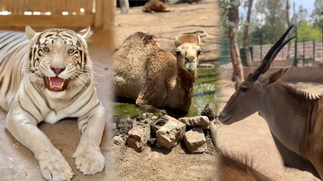 Zoológico Sahuatoba invita al curso para especialistas de animales 
