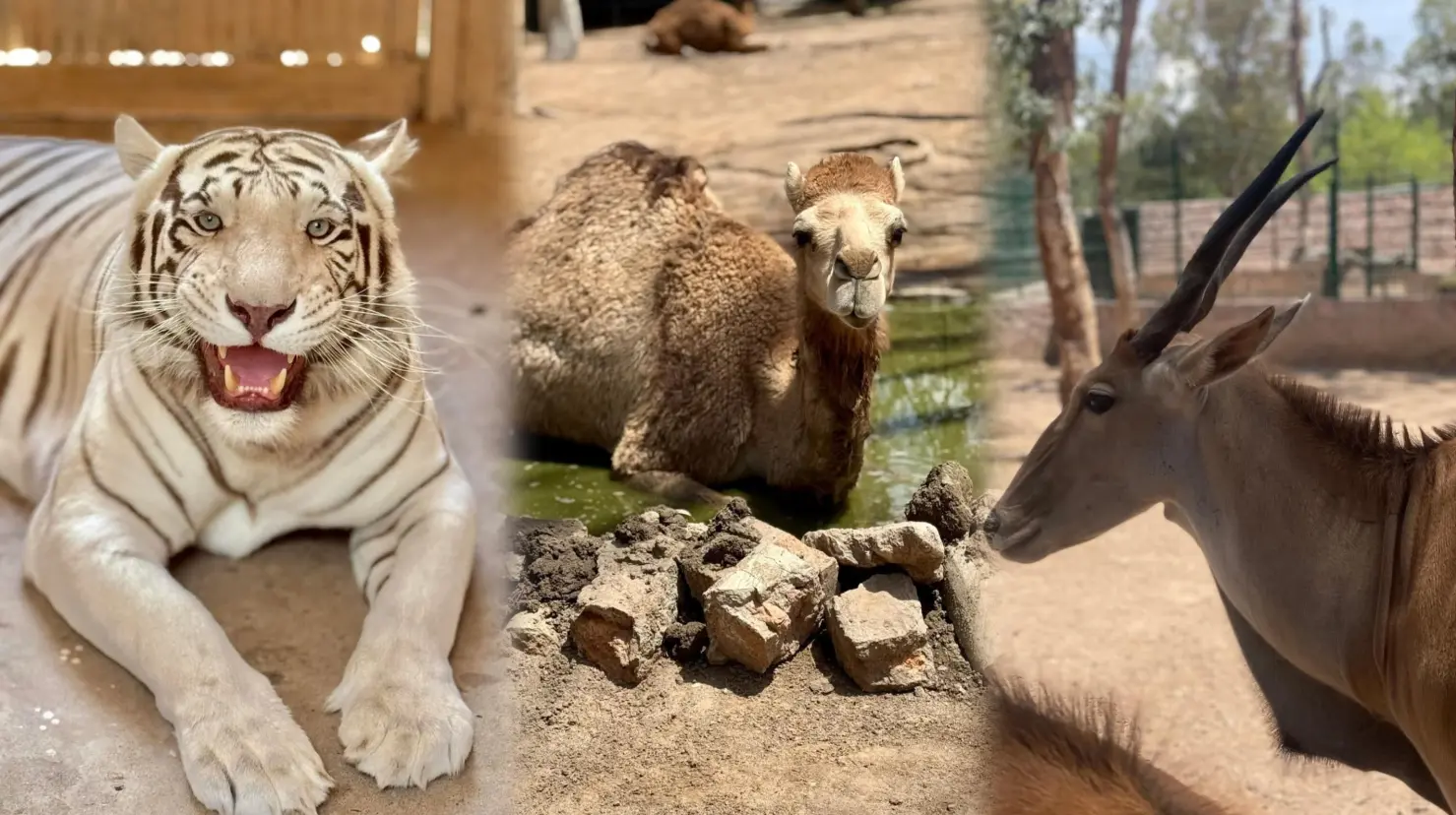 Foto: Facebook/ Zoologico Sahuatoba Durango | Una importante zoóloga internacional impartirá un curso para especialistas de animales en el Zoológico Sahuatoba de Durango.