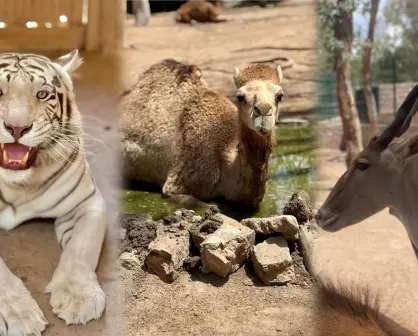 Zoológico Sahuatoba invita al curso para especialistas de animales 