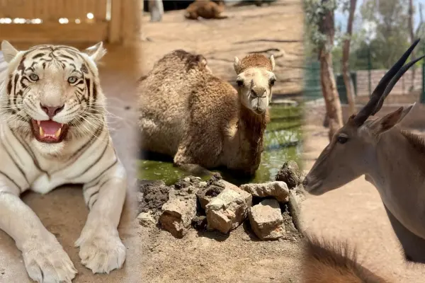Zoológico Sahuatoba invita al curso para especialistas de animales 