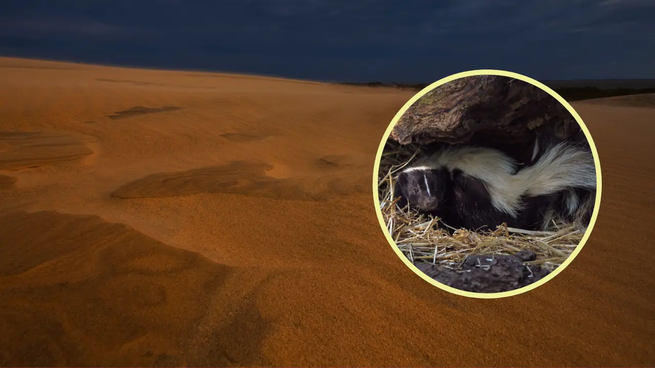 Este peculiar animal nativo de Durango se pasea por la zona del semidesierto. Foto: Especial.