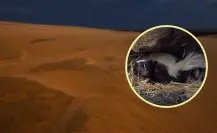 El animal nativo de Durango que destaca por su poderoso olor y su peculiar nariz