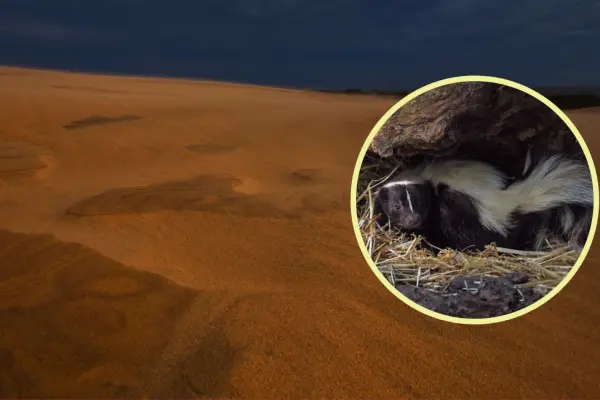 El animal nativo de Durango que destaca por su poderoso olor y su peculiar nariz