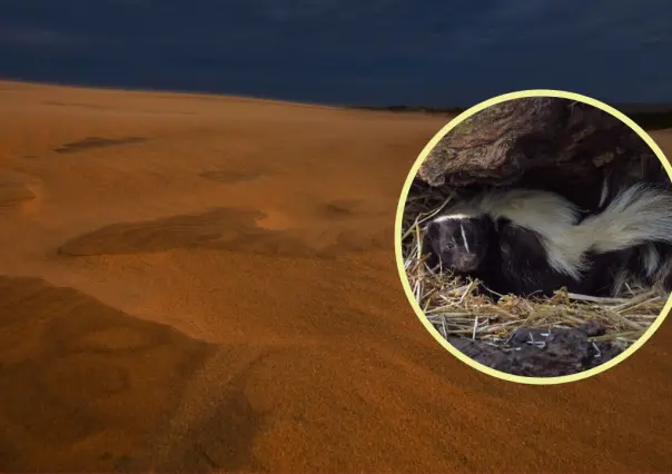 El animal nativo de Durango que destaca por su poderoso olor y su peculiar nariz