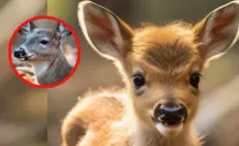 Este animal nativo de Tamaulipas es separado de su madre al nacer