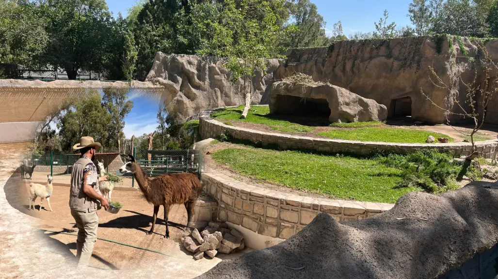 Continúan bajo resguardo del zoológico animales decomisados en Durango