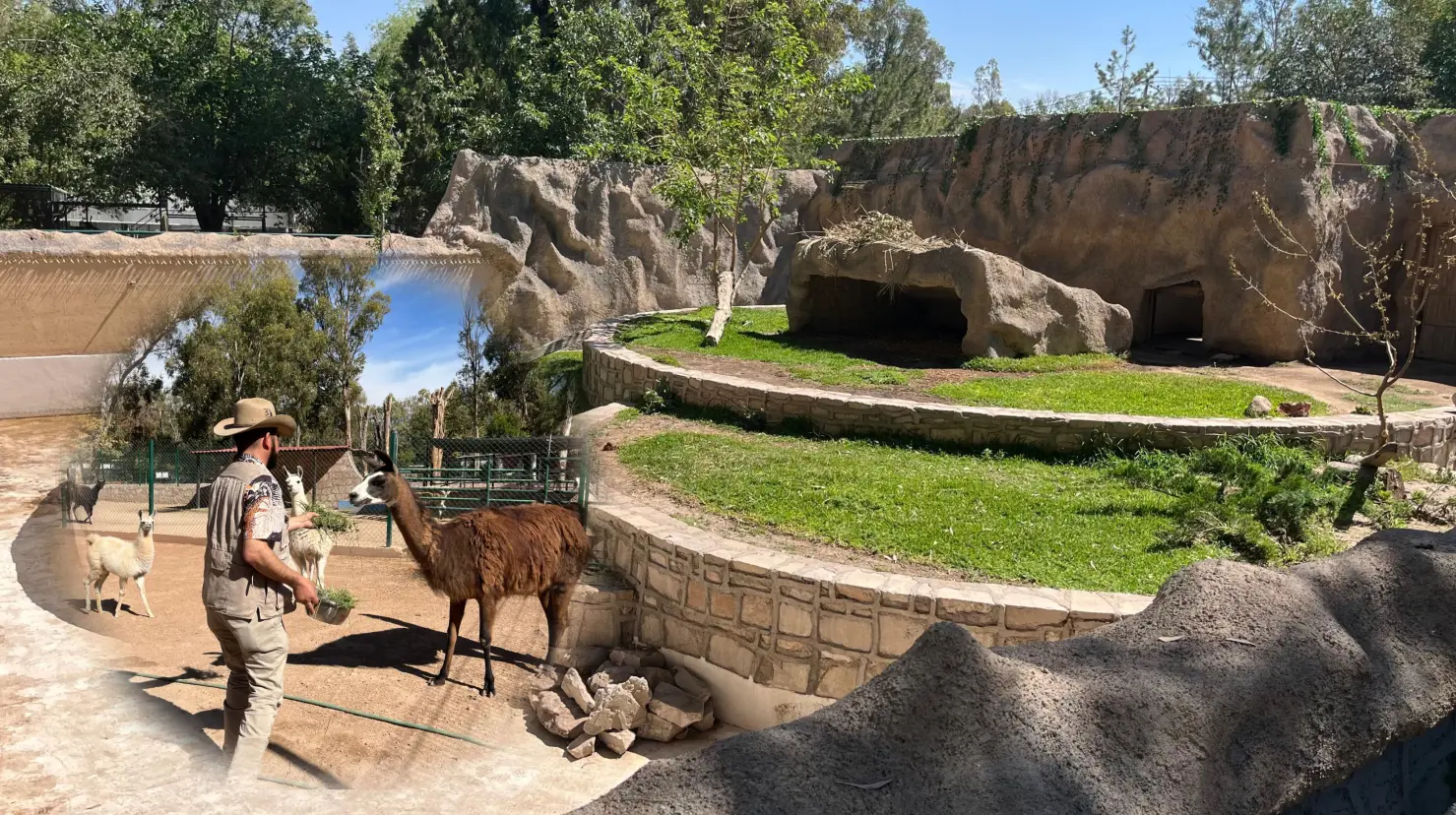 Foto: Jesús  Carrillo | Algunos de los animales resguardados en el zoológico podrían ser liberados próximamente.